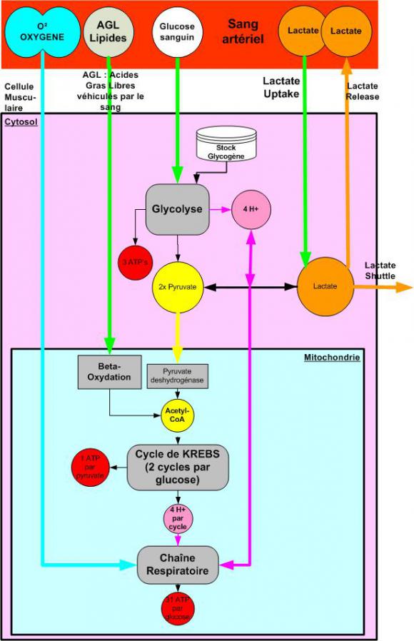 Metabolismes 2 Filieres v06.jpg