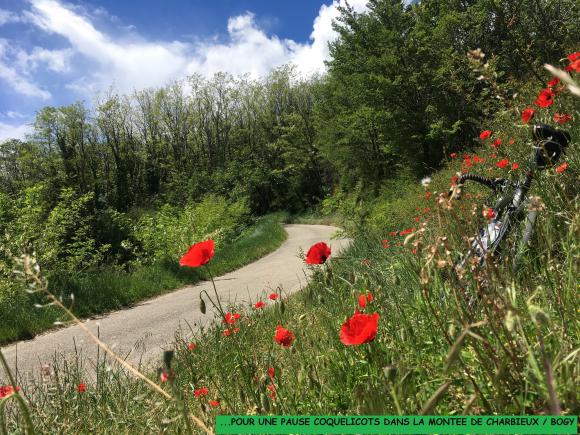 coquelicot.JPG