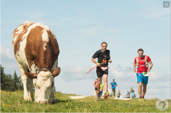 vache & utv.jpg