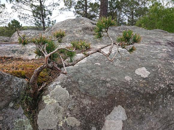 DSC_0562-r.jpg