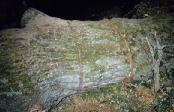 arbre stl.png