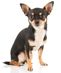 ChihuahuaXS.jpg