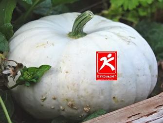 CourgeBlancheKKR.JPG