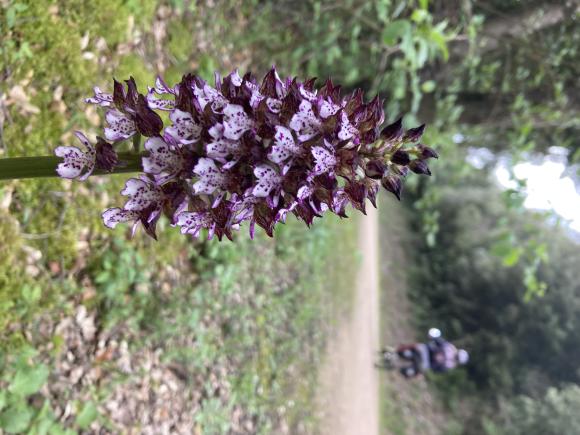 IMG_1305.jpeg